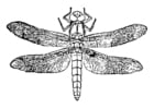 Dibujos para colorear libélula