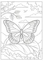 dibujo-para-colorear mariposa en una hoja