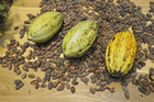 Fotos granos de cacao