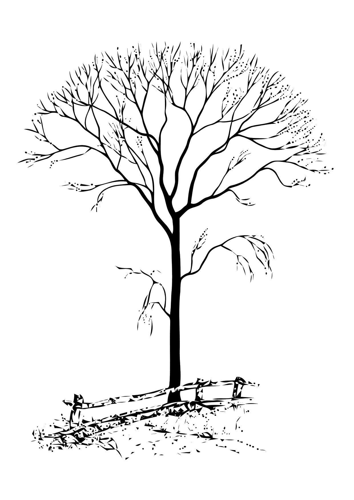Arbol sin hojas Dibujo para colorear Arbol sin hojas