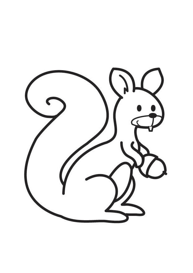 ardilla Dibujo para colorear ardilla