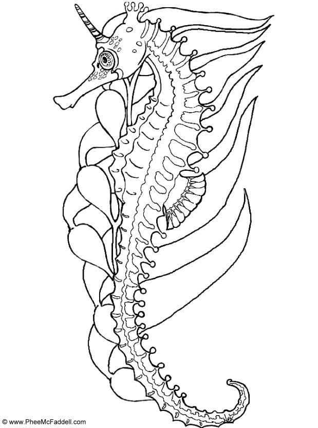 caballito de mar Dibujo para colorear caballito de mar