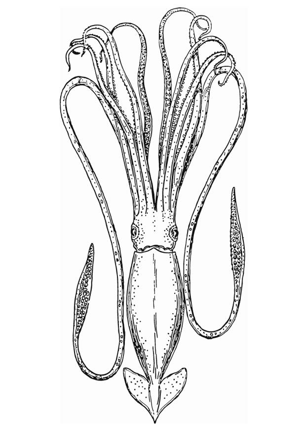 calamar Dibujo para colorear calamar