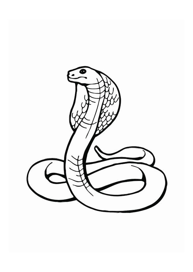 cobra Dibujo para colorear cobra