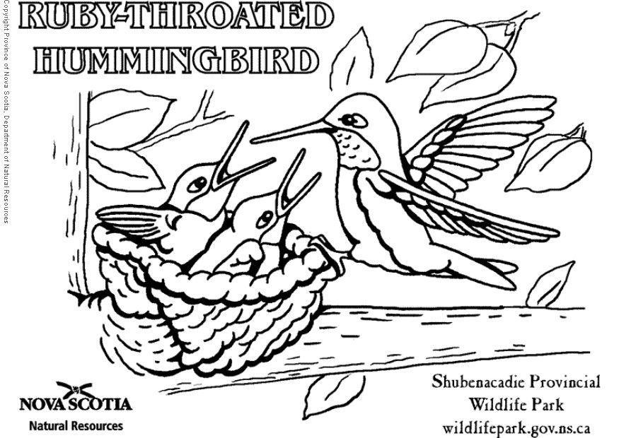 colibrA Dibujo para colorear colibrA