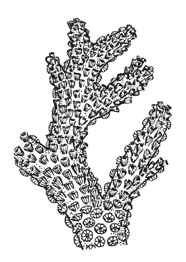 coral Dibujo para colorear coral