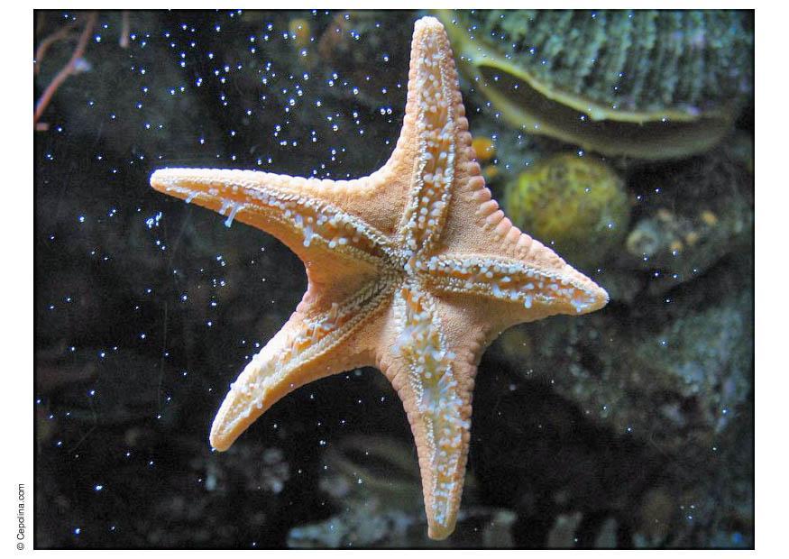 estrella de mar Foto estrella de mar