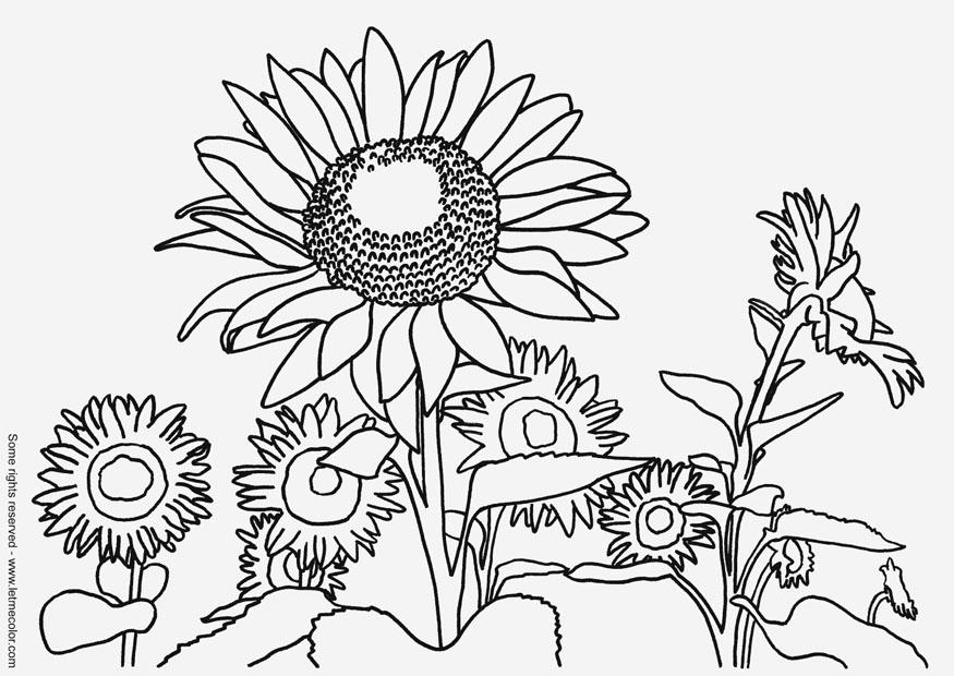girasoles Dibujo para colorear girasoles