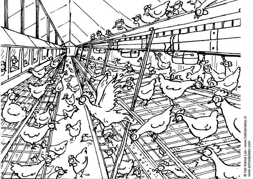 granja de gallinas Dibujo para colorear granja de gallinas
