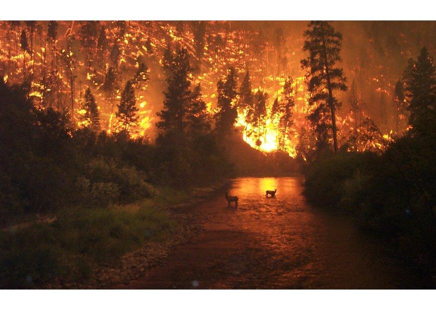 incendio forestal Foto incendio forestal