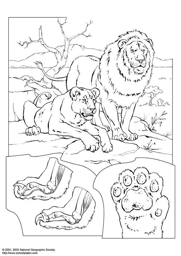 leones Dibujo para colorear leones