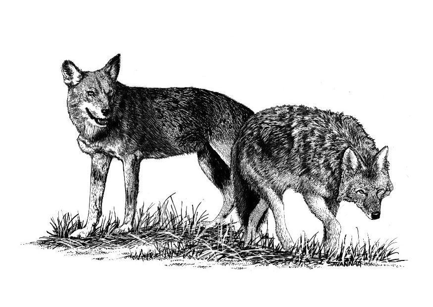 lobos Dibujo para colorear lobos
