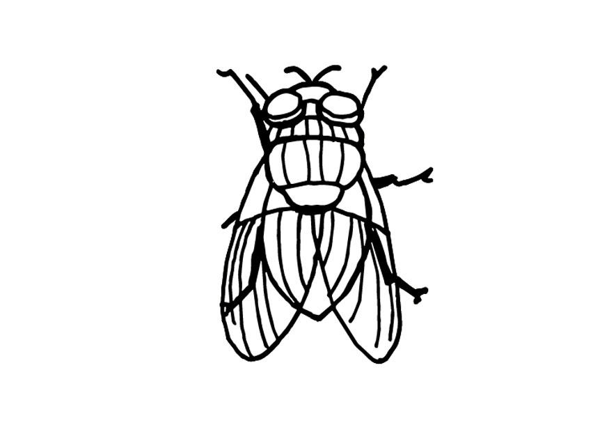 mosca Dibujo para colorear mosca