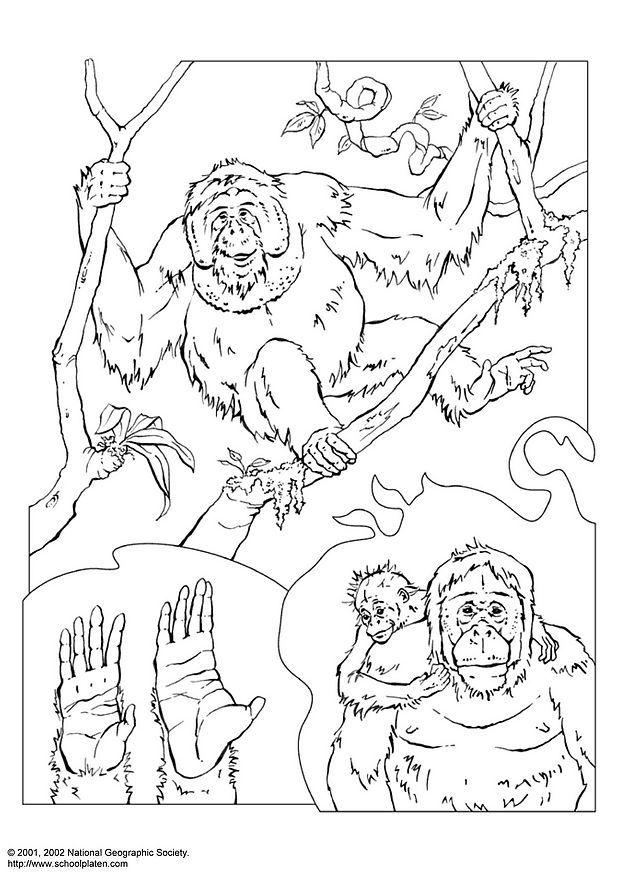 orangutA¡n Dibujo para colorear orangutA¡n