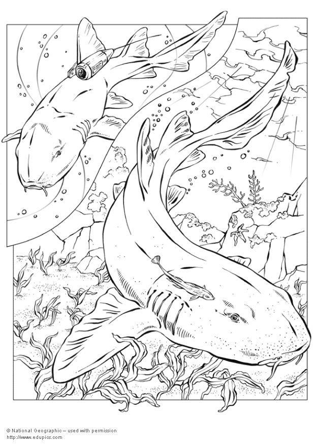 tiburones Dibujo para colorear tiburones