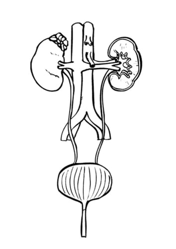 Dibujo para colorear Sistema urinario