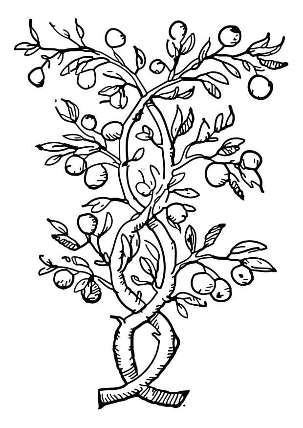 Dibujo para colorear árbol frutal - Dibujos Para Imprimir Gratis - Img 27325