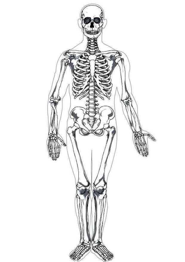 Dibujo para colorear Esqueleto humano - Dibujos Para Imprimir