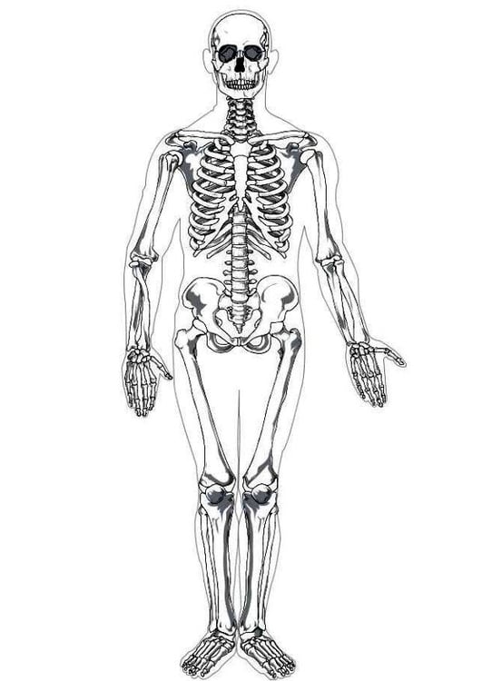Skalk recepción Personificación Dibujo para colorear Esqueleto humano - Dibujos Para Imprimir Gratis - Img  7622
