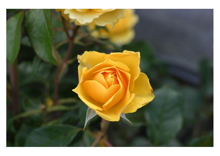 Fotografía Rosas amarillas - Fotos Para Imprimir Gratis - Img 8481